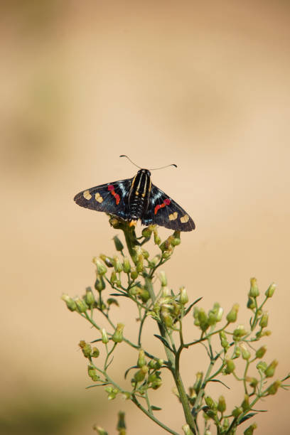 istock Mimoniades versicolor butterfly on a flower 1440726692