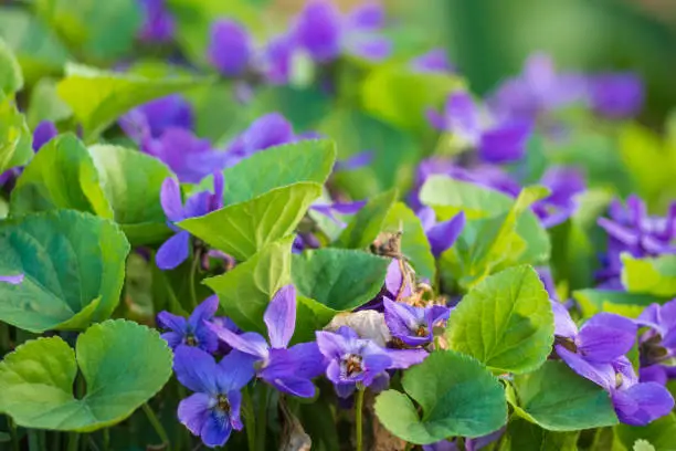 Blooming violet Viola flowers growing in a meadow, soft selective focus