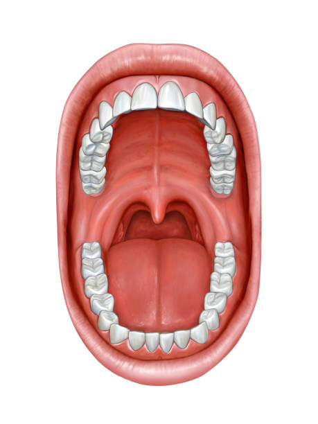 ilustraciones, imágenes clip art, dibujos animados e iconos de stock de anatomía de la cavidad oral - boca humana