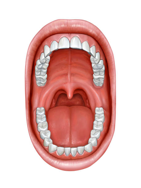Oral cavity anatomy Anatomy of the mouth. Digital illustration. human mouth stock illustrations