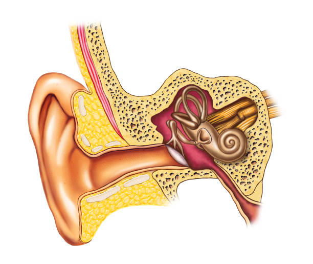 ухо анатомия - eustachian tube stock illustrations