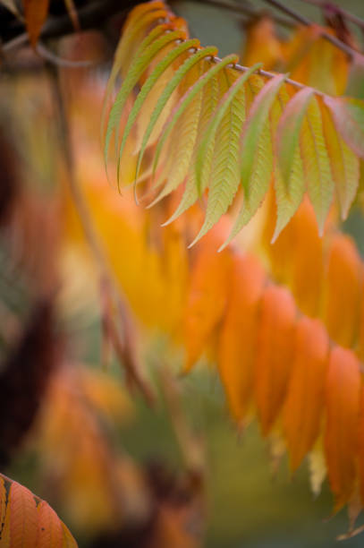 Autumn Orange Leaves