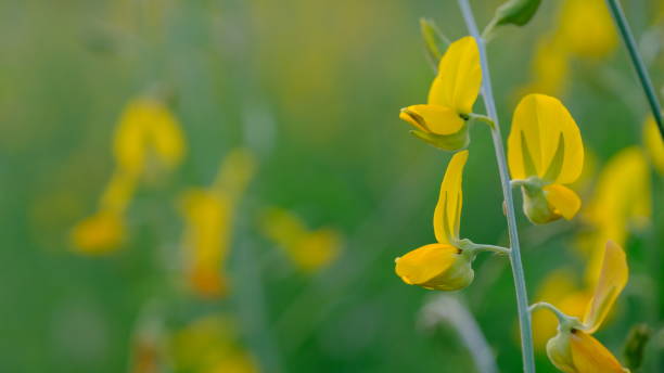 istock sunn hemp flowers blooming in field. 1440729529