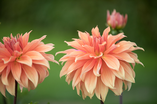 Blossom pink yellow dahlia flower on a summer sunny day macro photography. Garden dahlia with light yellow petals in the sunlight close-up photography.