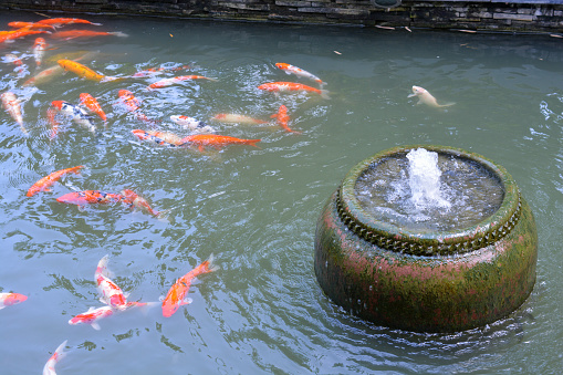 A small pond with spraying water fountain and swimming fish under it.