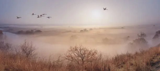 Photo of Autumn landscape - a flock of swans flies in the morning fog over the river valley