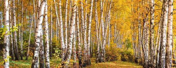 istock Birch grove on sunny autumn day, panorama, horizontal banner 1440732544