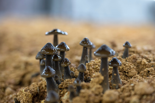 Mushroom farm in Fujian province, China close-up of mushrooms