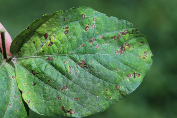 istock Frogeye leaf spot (Cercospora sojina) discreet circular lesions on soybean leaf 1440732627