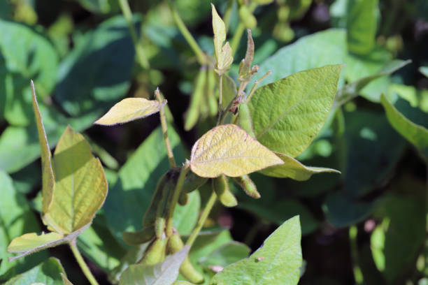 istock Soybean plants damaged by Red Spider Mite (Tetranychus urticae). 1440732680