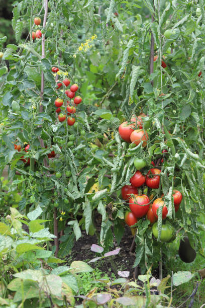 istock Tomatoes, herbs and other vegetables in the garden. 1440732708