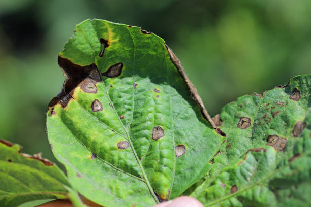 istock Frogeye leaf spot (Cercospora sojina) discreet circular lesions on soybean leaf 1440732750