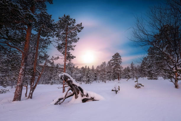 Snowy forest during sunset Snowy pine tree forest covered with snow after snowfall. The picture was taken in Innerdalen ( Innset) Norway gloriole stock pictures, royalty-free photos & images