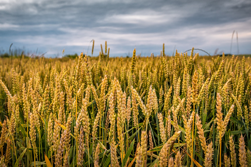 Ripening wheat field under cloudy sky. Agricultural theme