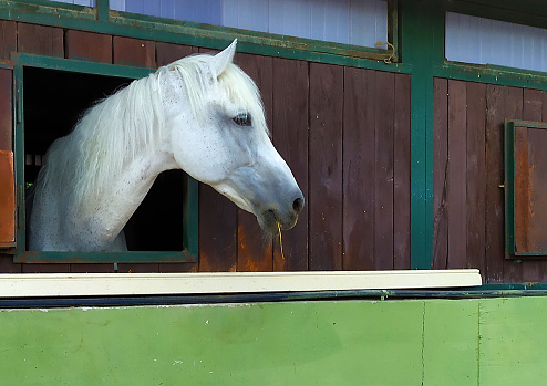 horse on a farm in Naples