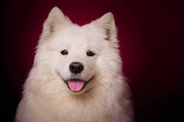 Red Samoyed 270+ Samoyed Dog Puppy Sticking Out Tongue Stock Photos, Pictures ...