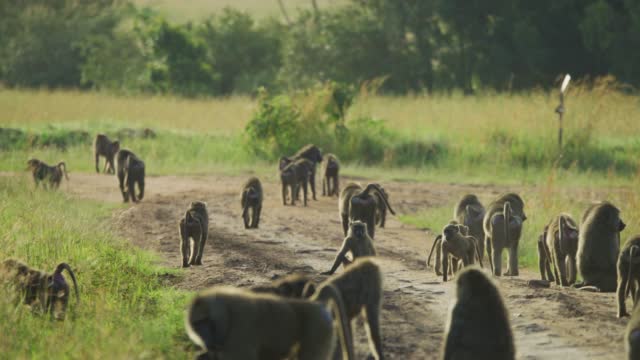 A troop of baboons in Maasai Mara