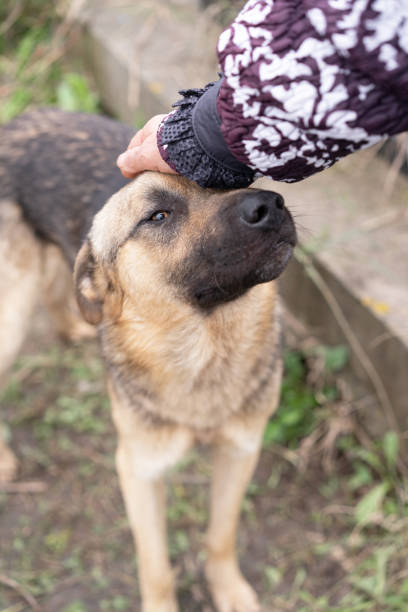 istock Woman's hands stroking a dog on the street 1440740577