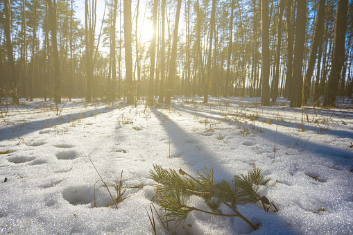 winter snowbound pine forest in light of sun, natural seasonal background