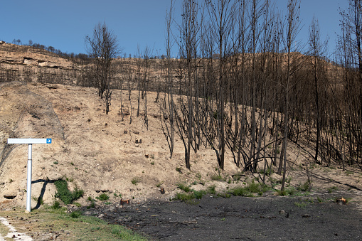 Burnt and sandy area of trees next to blank indicator sign, on highway