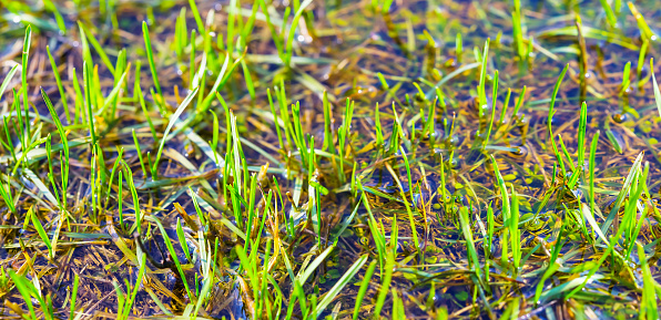 closeup green sprouth growth on flooded glade, natural spring prairie background