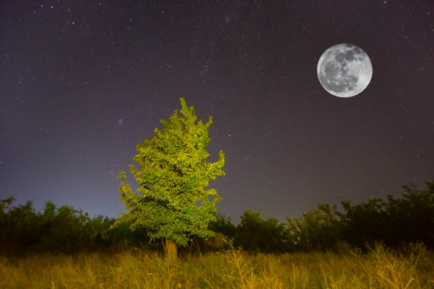 istock alone tree on forest glade under starry sky with full moon, night outdoor scene 1440741161
