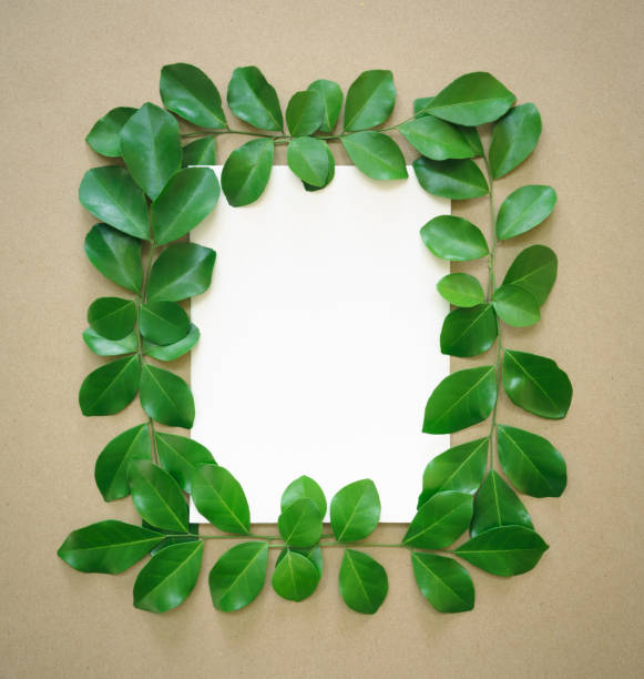 istock white flat paper rectangle shape at center and fresh green leaves foliage isolated with empty space on beige background.ecology concept or invitation greeting card romantic wedding minimal design. 1440741954