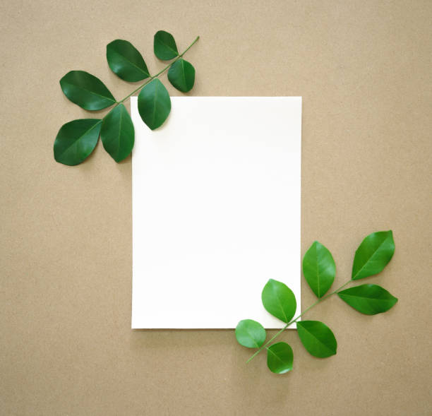 istock white flat paper rectangle shape at center and fresh green leaves foliage isolated with empty space on beige background.ecology concept or invitation greeting card romantic wedding minimal design. 1440741959