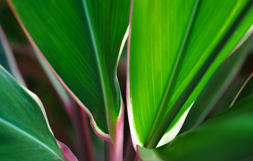 close-up pattern macro cordyline exotic bright fresh green tropical leaves texture natural foliage abstract background.jungle botanical wallpaper concept,desktop backdrop, website cover design.
