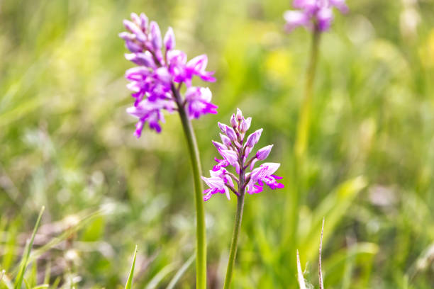The thermophilic xerothermic slopes are decorated with the Kukawka orchid [(Orchis militaris L.)
