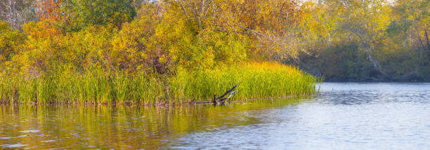 istock quiet river with forest on coast, autumn natural rural landscape 1440742932