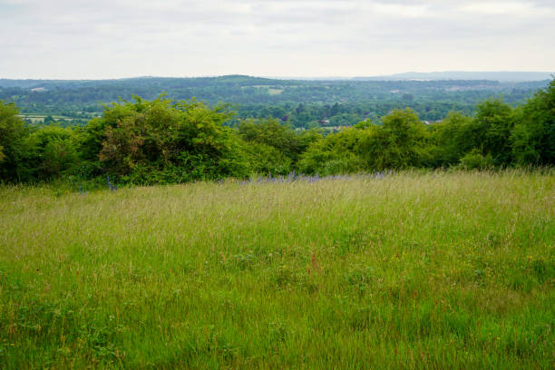istock Looking over a grass meadow with trees in the background 1440742979
