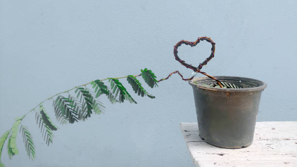 istock The tamarind tree uses wire for bending bonsai branches to form a heart shape. 1440743419