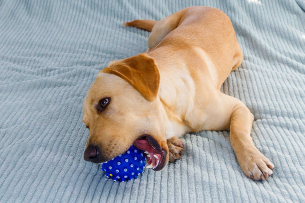 istock Labrador retriever dog playing with ball toy 1440743432