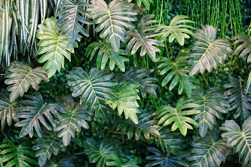 artificial Lush foliage monstera green leaves background