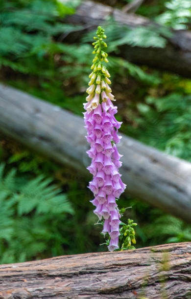 Fox Glove 2 A Foxglove flowering plant. robert michaud stock pictures, royalty-free photos & images