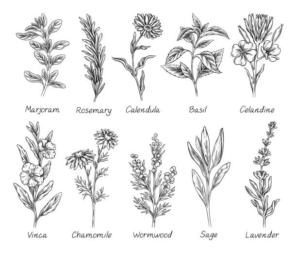 skizzenset aus wildblumen, kräutern und gewürzen - rosemary vector stock-grafiken, -clipart, -cartoons und -symbole