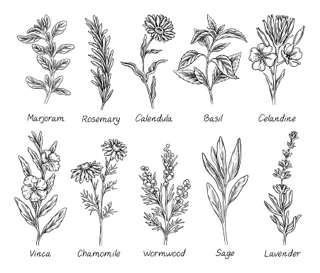 Sketch set of herbs and spices. Hand drawn field plant. Basil, rosemary, calendula, chamomile and lavender. Design elements for engraving. Cartoon linear vector collection isolated on white background