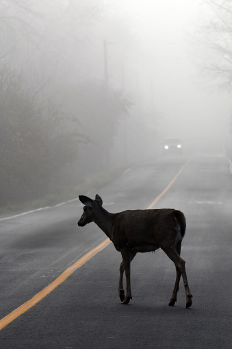 A White Tail Deer doe crossing road on a foggy morning infront of an oncoming car