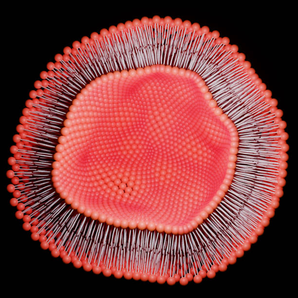 Lipid bilayer or phospholipid bilayer. 3D rendering.