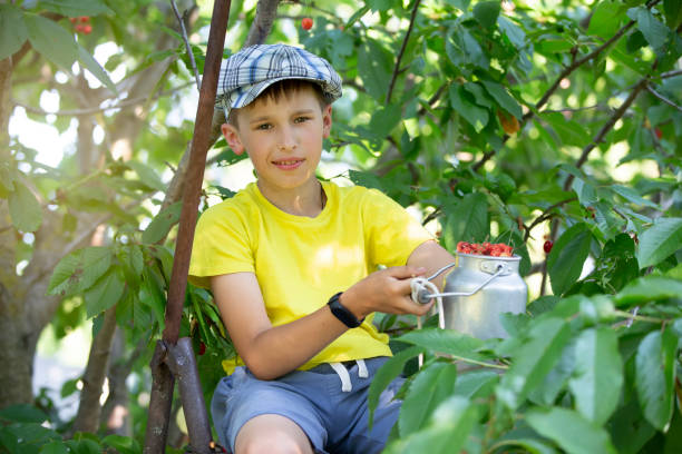 子供は庭でさくらんぼを摘んでいます。小さな男の子は庭の木から甘い桜を引き裂きます。選択的な焦点。 - orchard child crop little boys ストックフォトと画像