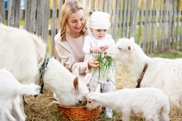 mom with a little daughter feeds a goat. woman with children on the farm. family with goats. village life. - animals feeding animal child kid goat imagens e fotografias de stock