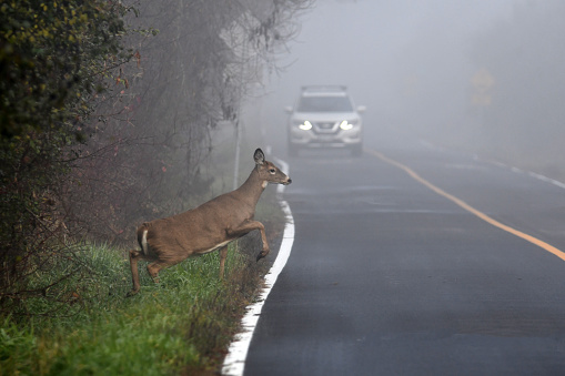 A White Tail Deer doe crossing road on a foggy morning infront of an oncoming car