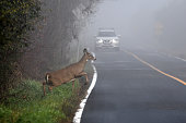 White Tailed Deer doe on road in fog