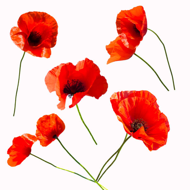 istock Poppy flowers isolate on white background. Different sizes and shapes of poppies. Design element 1440753081