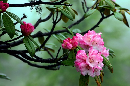 At altitude of 3,500 to 4000 m, the rhododendron lapponicum on the Baima Snow Mountain, in June, Deqin County, Yunnan