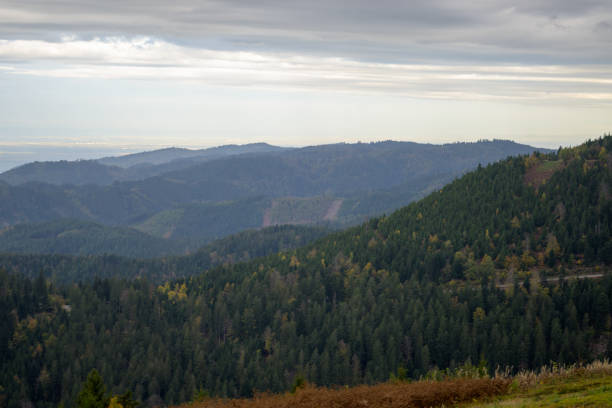 Beautiful view from a mountain in the Black Forest over the entire Black Forest with countless fir trees