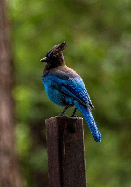 Steller's Jay A colorful blue and black Steller's Jay sitting on a post. robert michaud stock pictures, royalty-free photos & images