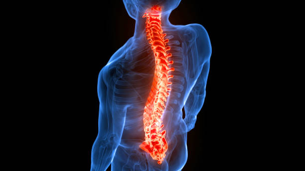 istock Spinal Cord Vertebral Column of Human Skeleton System Anatomy 1440756341