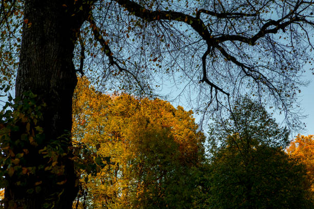 Maple forest forest walk in autumn in Neuschwanstein, Germany